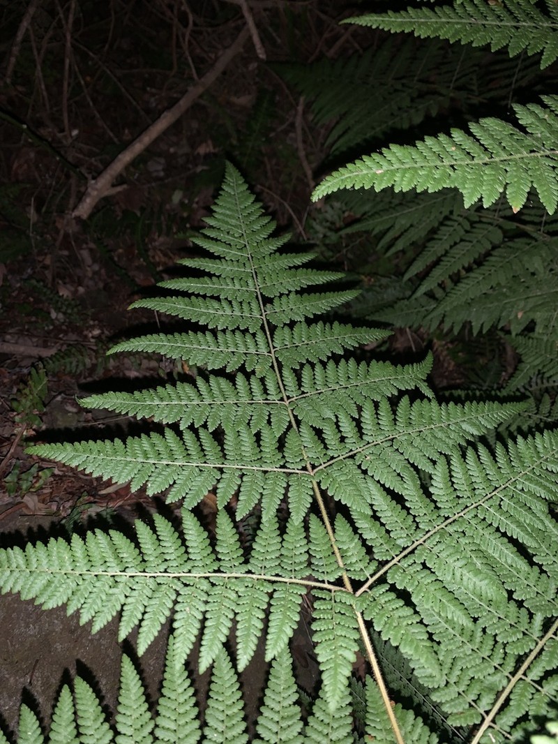 Hypolepis poeppigii photo 4