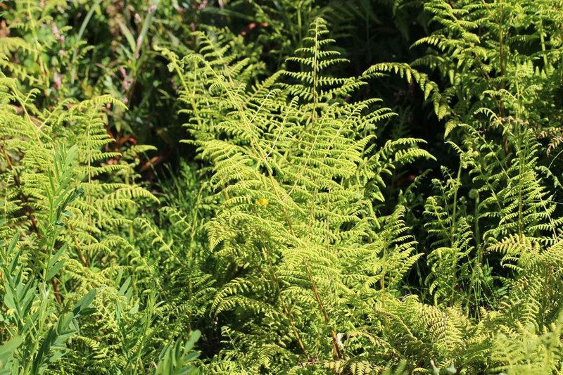 Hypolepis poeppigii photo 5