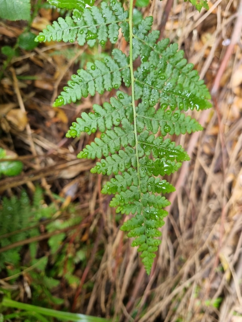 Hypolepis poeppigii photo 6
