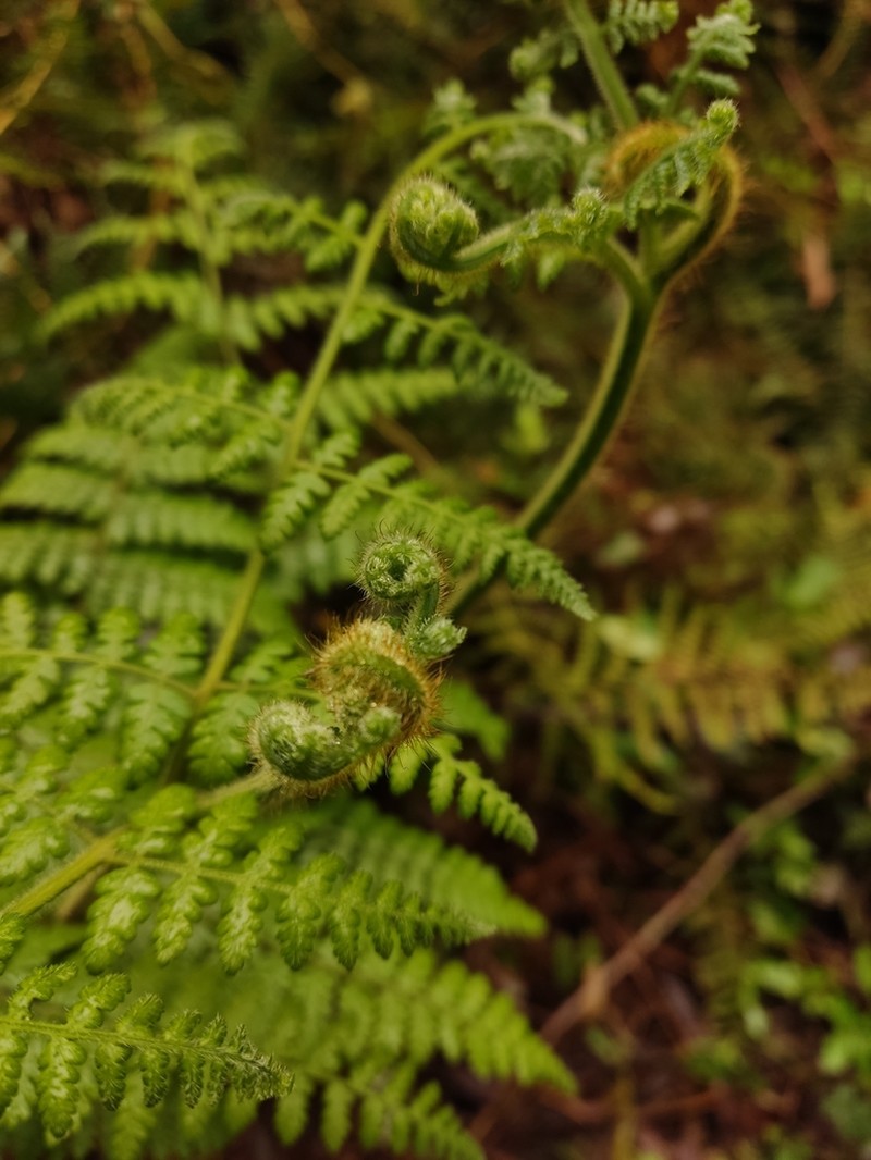 Hypolepis poeppigii photo 7