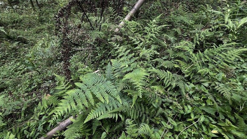 Hypolepis polypodioides