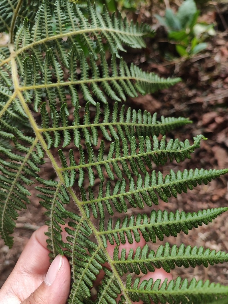 Hypolepis polypodioides photo 2