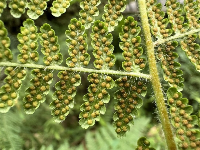 Hypolepis polypodioides photo 3