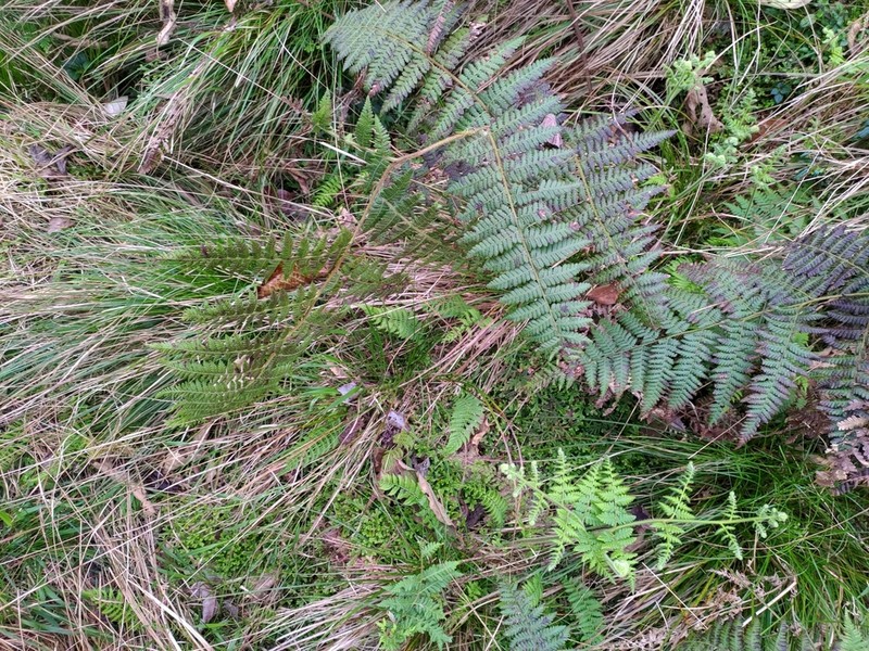 Hypolepis polypodioides photo 4