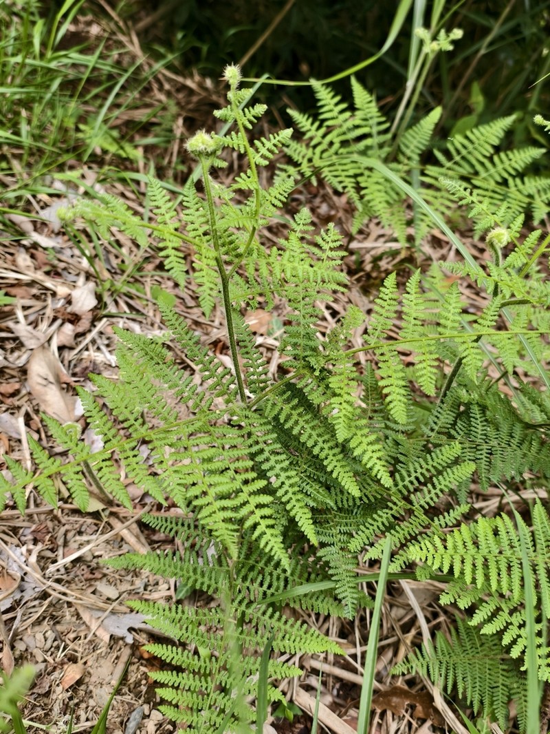 Hypolepis polypodioides photo 5