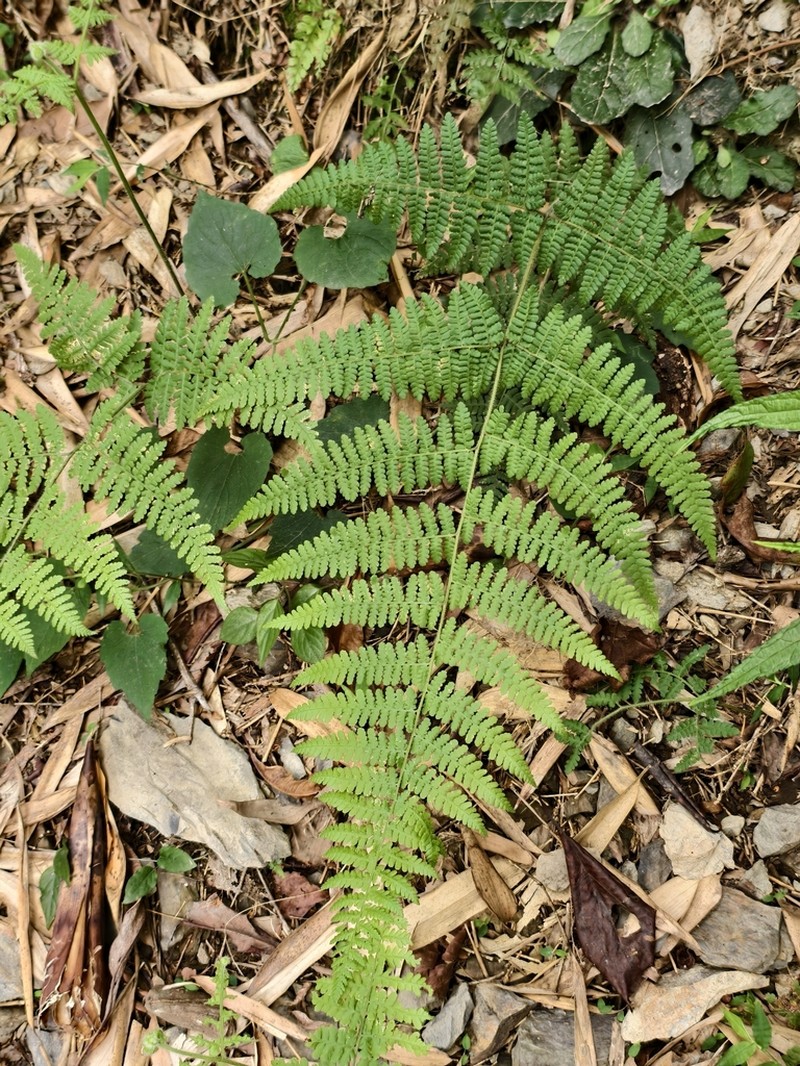 Hypolepis polypodioides photo 6
