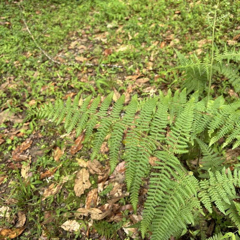 Hypolepis polypodioides photo 7