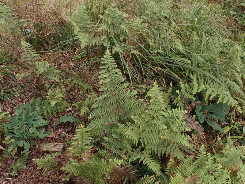 Hypolepis polypodioides photo 8