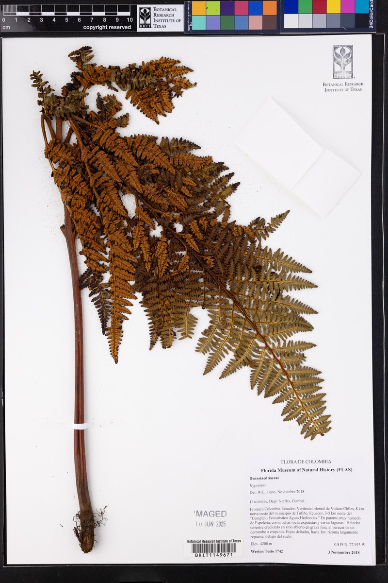 Hypolepis pteroides