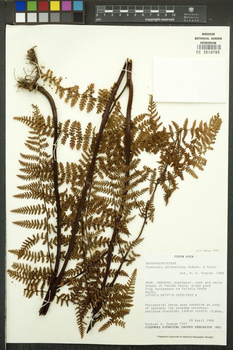 Hypolepis pulcherrima