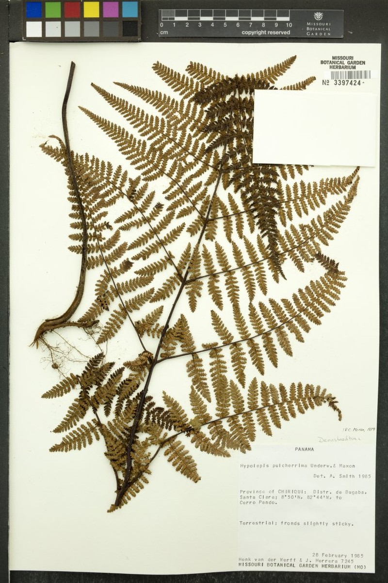 Hypolepis pulcherrima photo 2