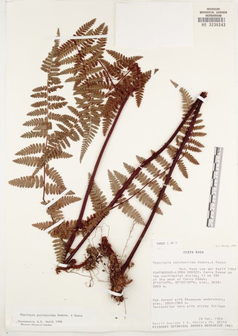 Hypolepis pulcherrima photo 3