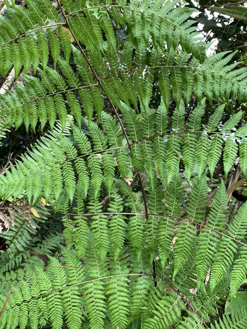 Bramblefern