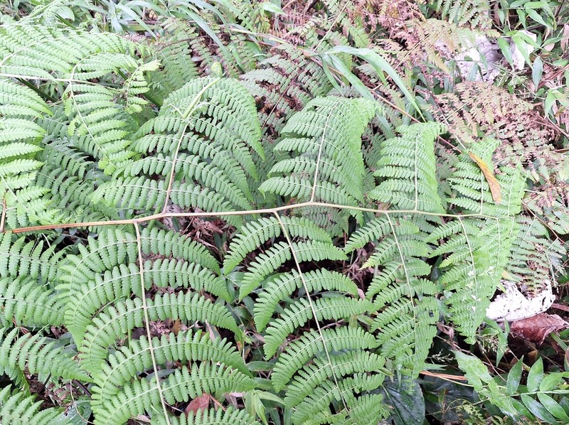 Bramblefern photo 2