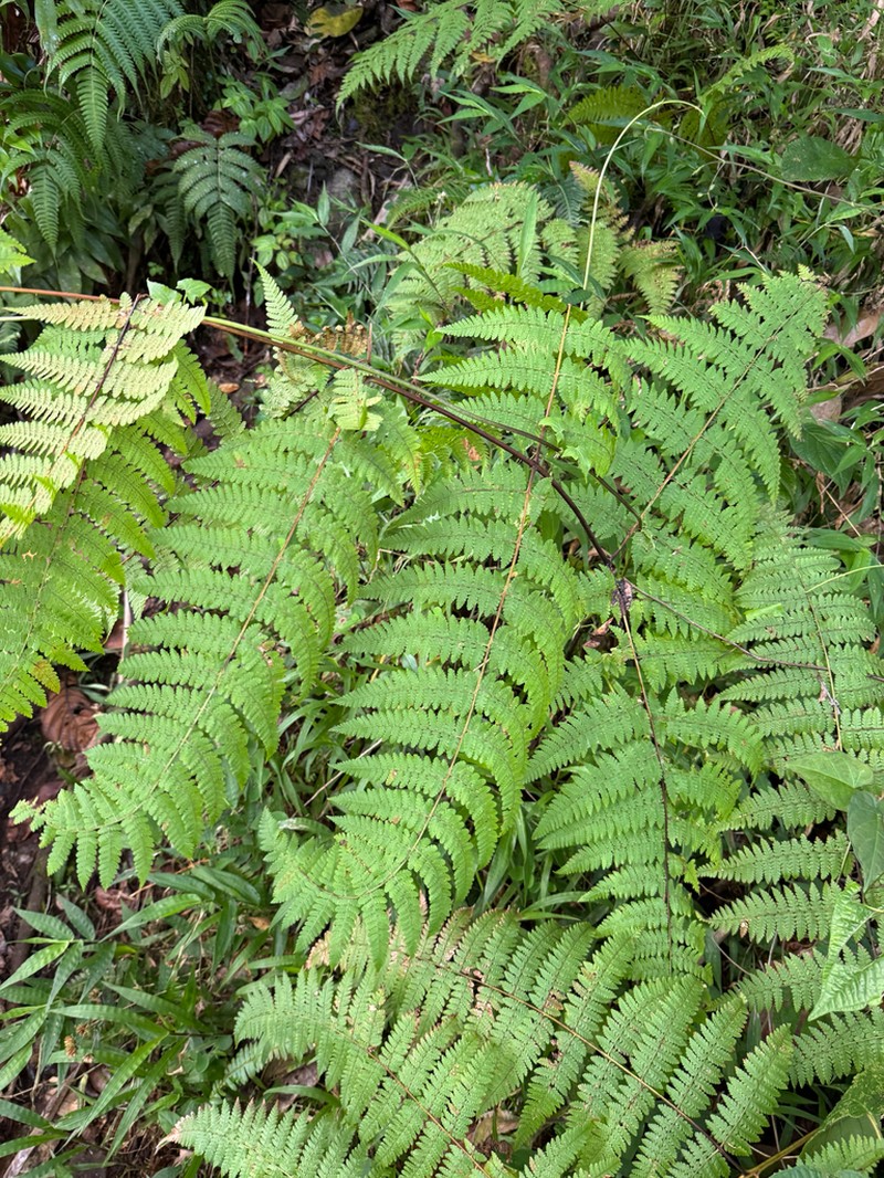 Bramblefern photo 3