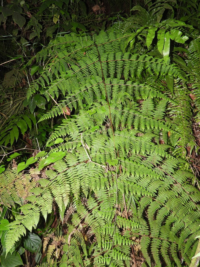 Bramblefern photo 4