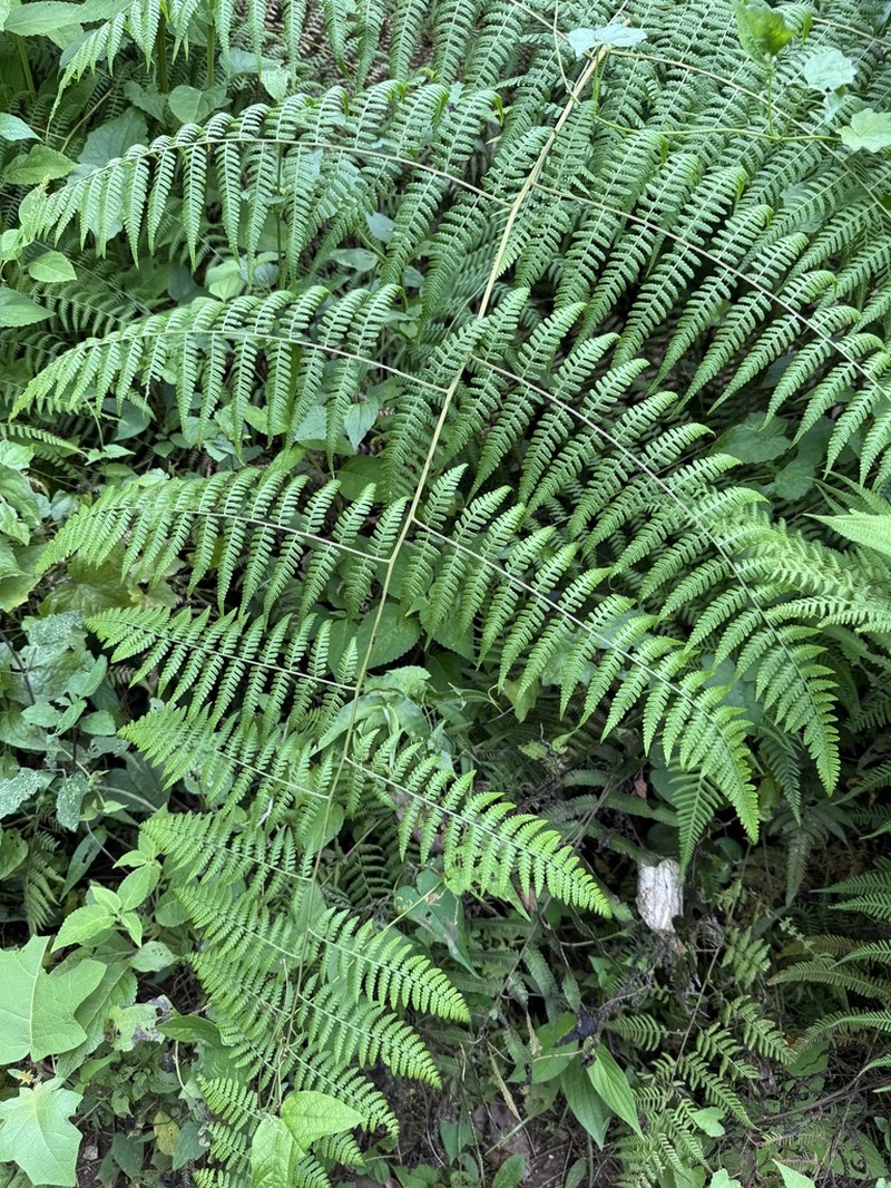 Bramblefern photo 5