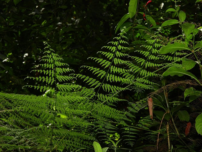 Bramblefern photo 6
