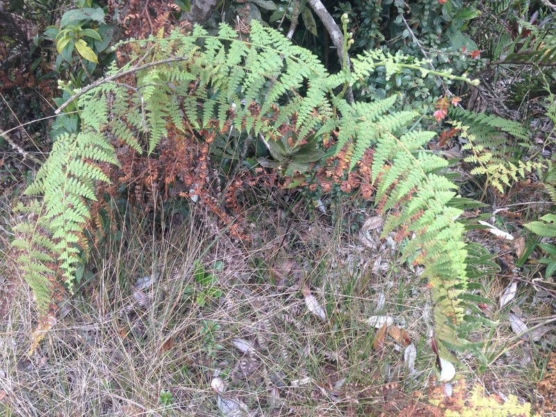 Bramblefern photo 7