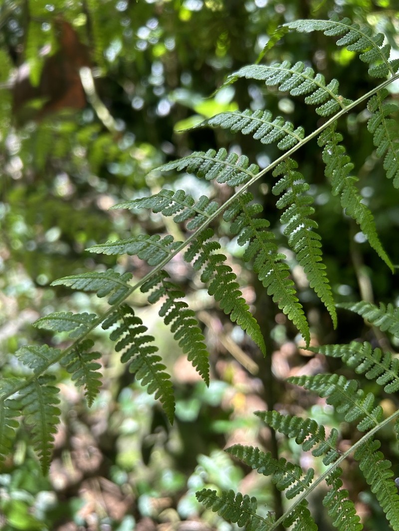 Bramblefern photo 8