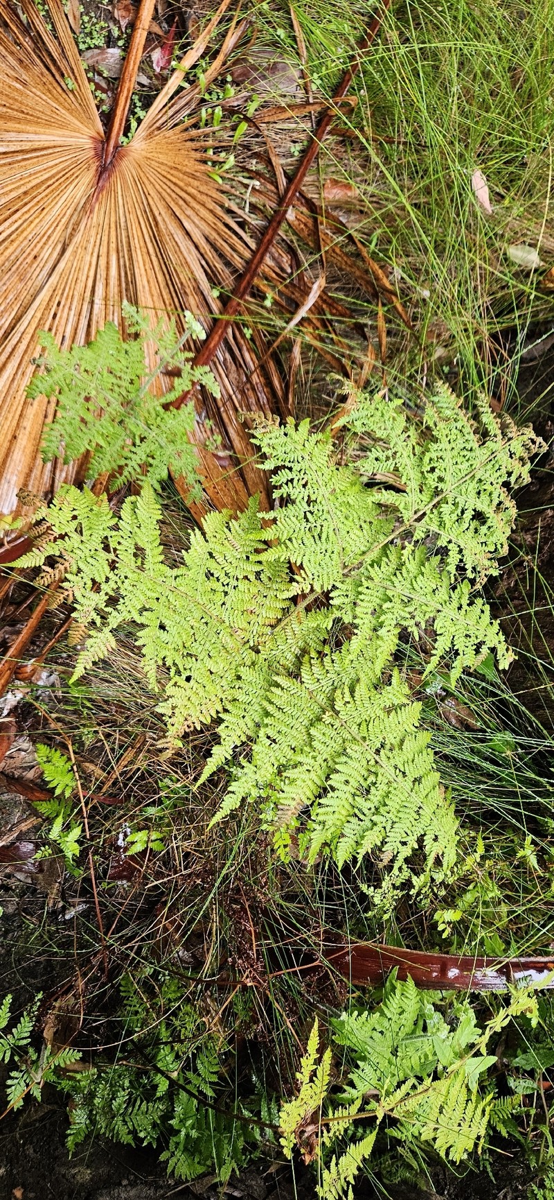 Hypolepis resistens photo 3