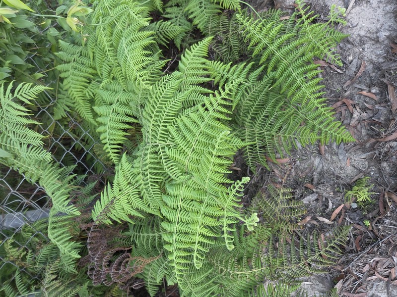Hypolepis resistens photo 5