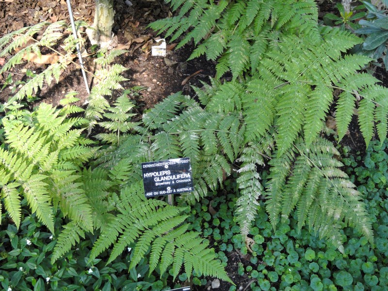 Hypolepis resistens