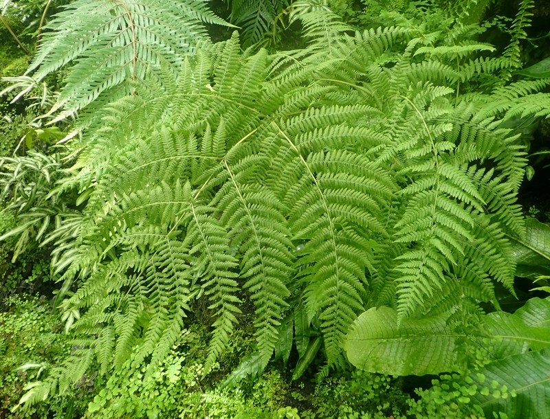 Hypolepis resistens photo 6