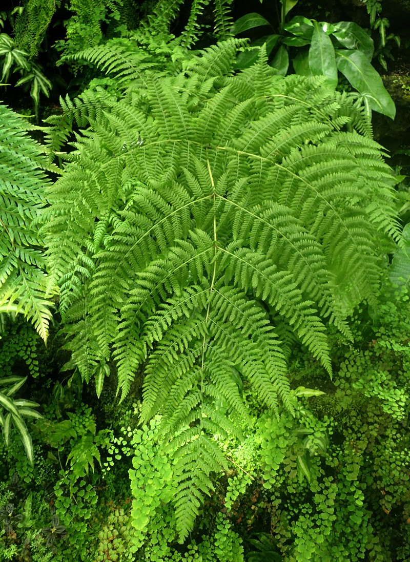 Hypolepis resistens photo 7