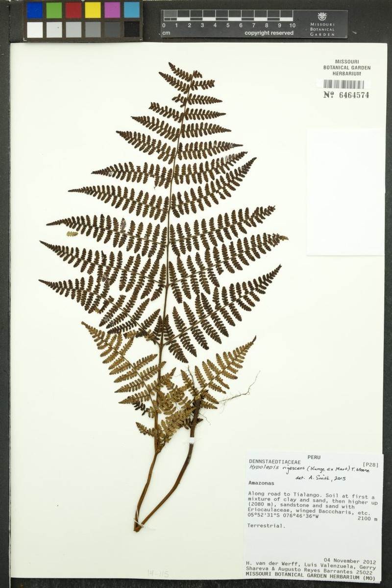 Hypolepis rigescens