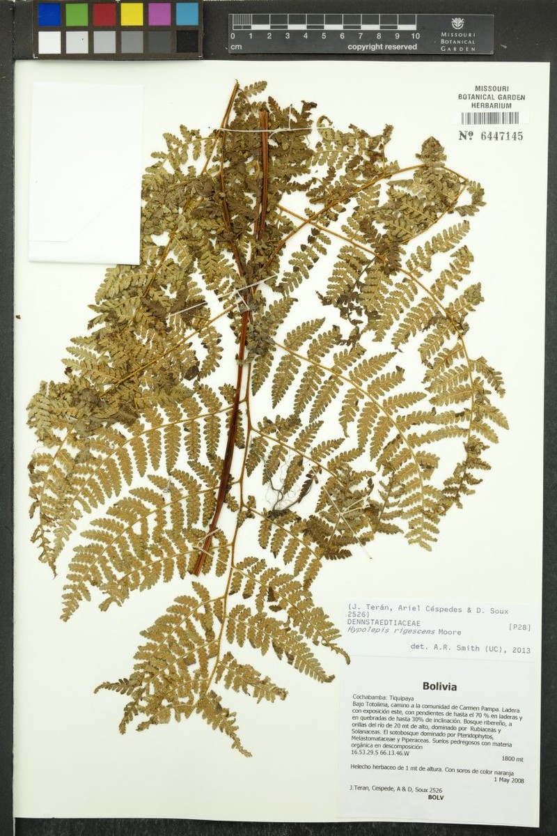 Hypolepis rigescens photo 2