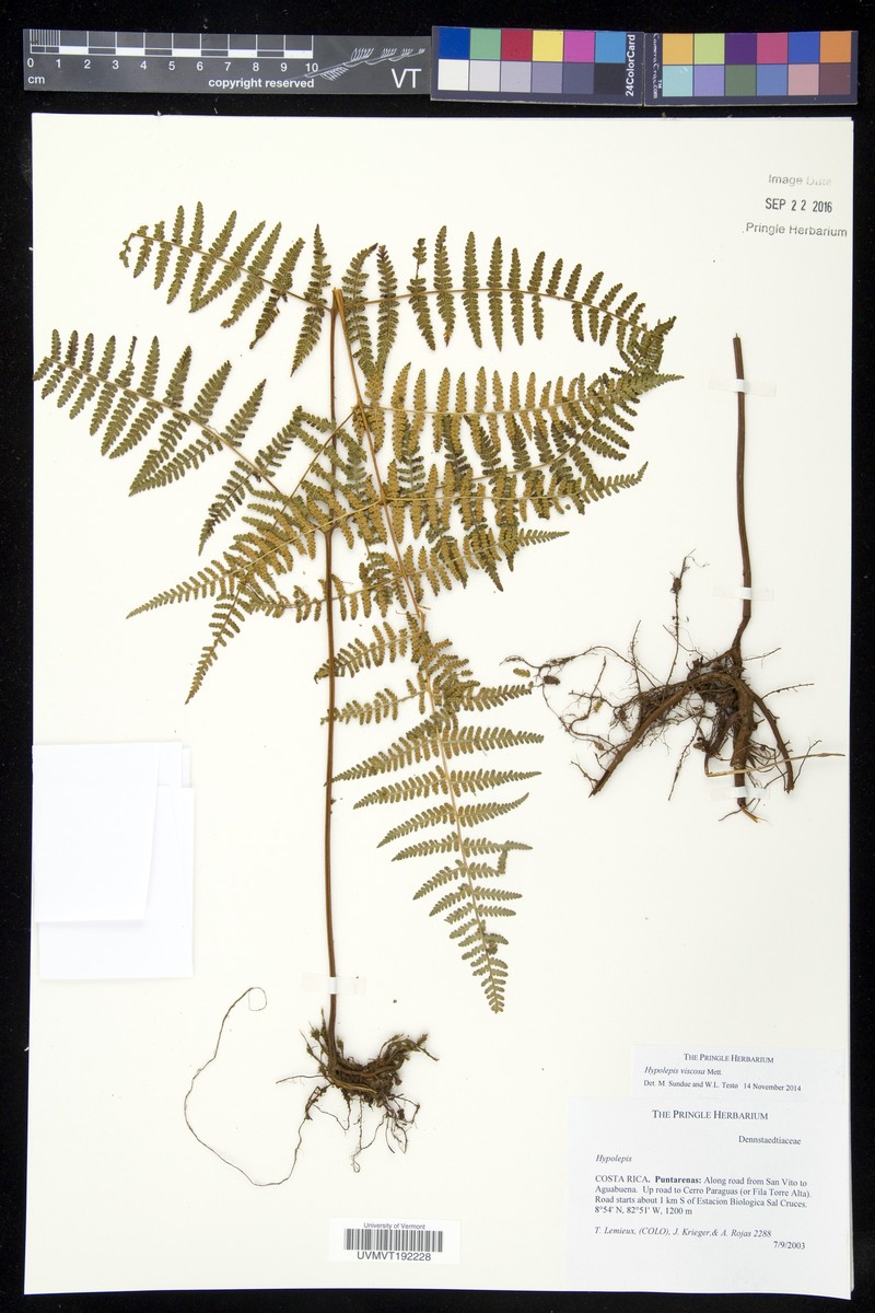 Hypolepis rigescens var. rigescens