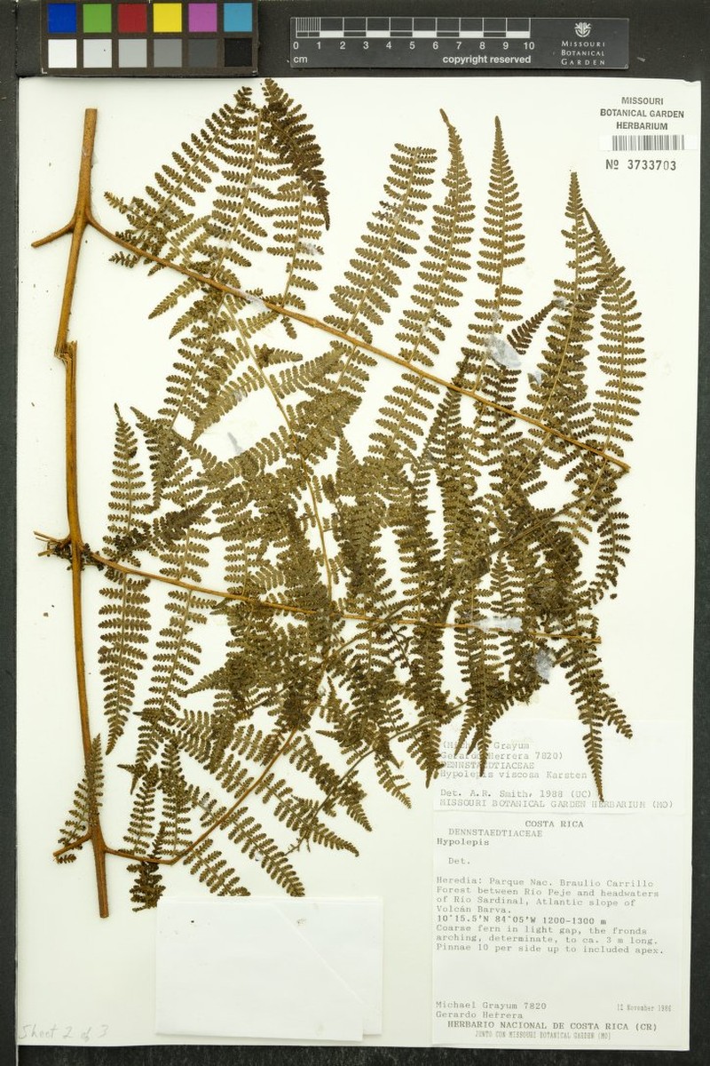Hypolepis rubiginosopilosula
