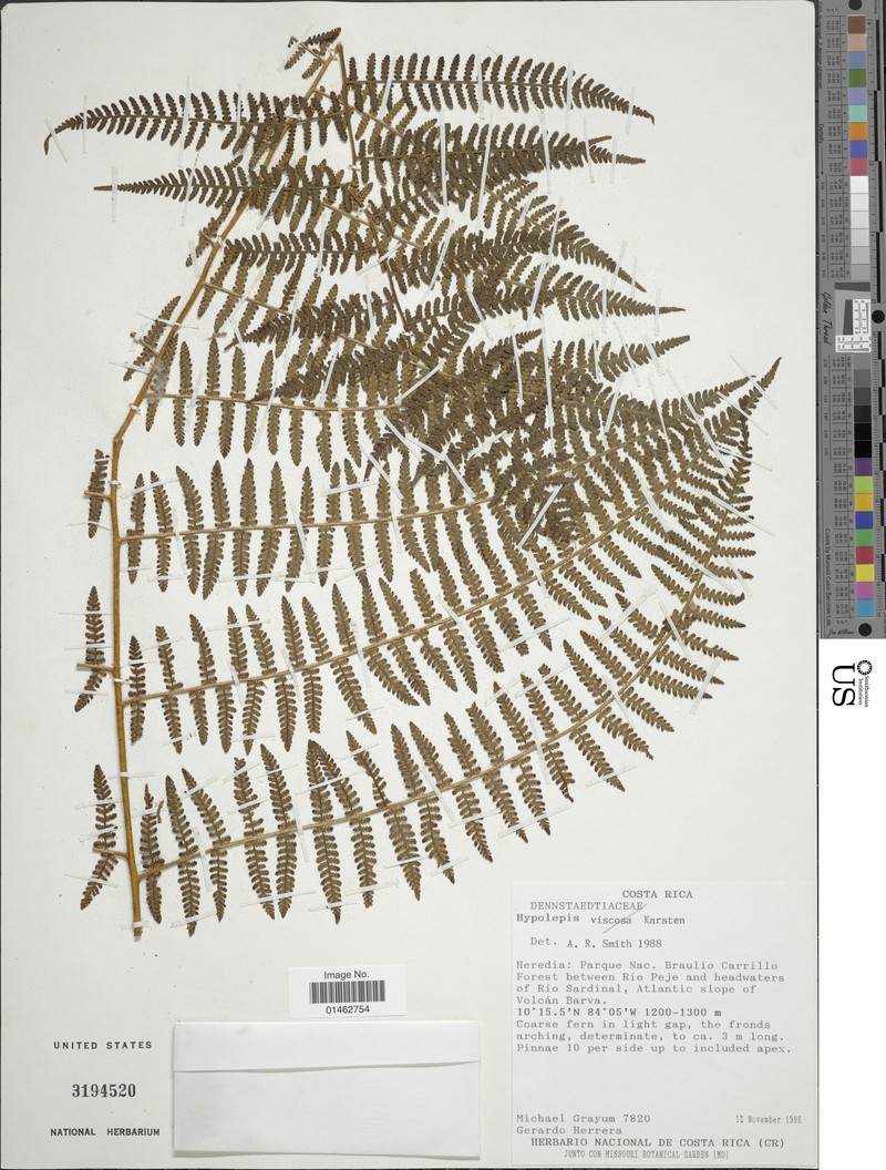 Hypolepis rubiginosopilosula photo 2