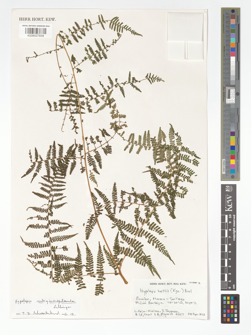 Hypolepis rubiginosopilosula photo 3