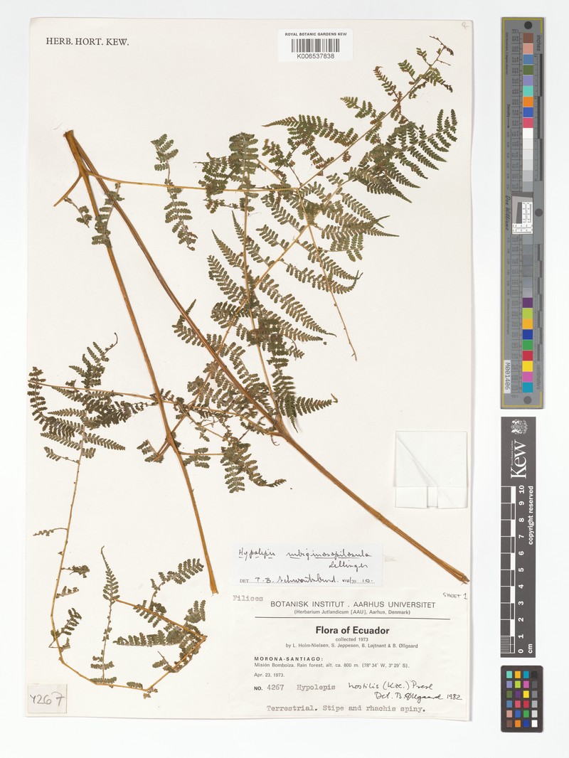 Hypolepis rubiginosopilosula photo 4