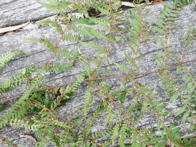 Hypolepis rufobarbata