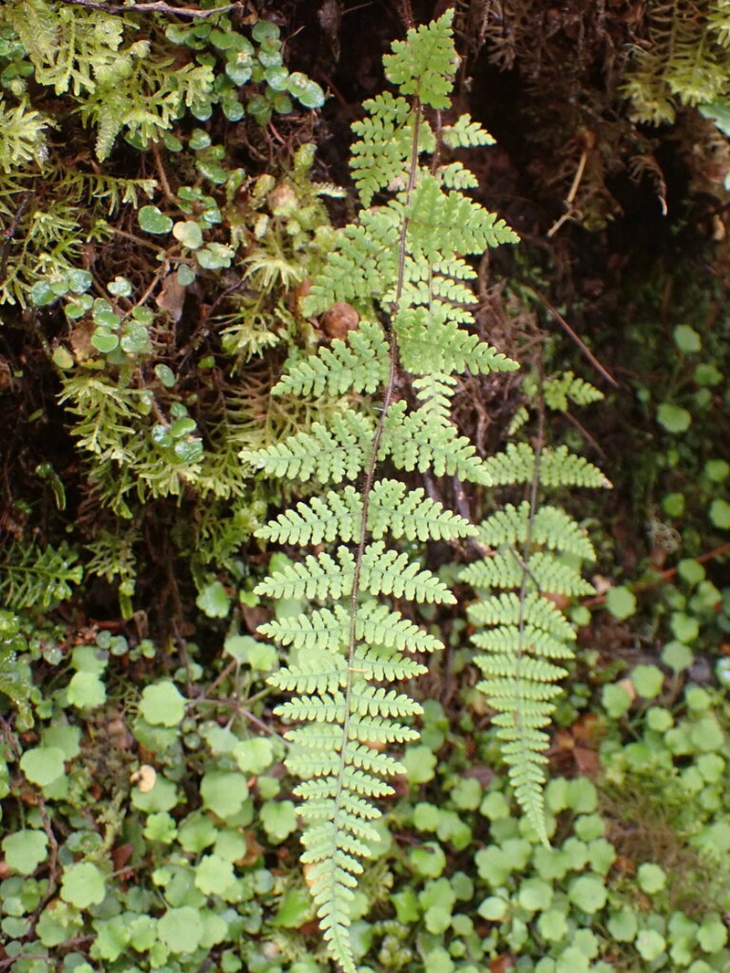 Hypolepis rufobarbata photo 3