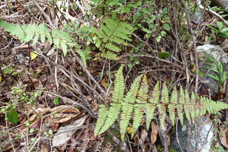Hypolepis rufobarbata photo 4