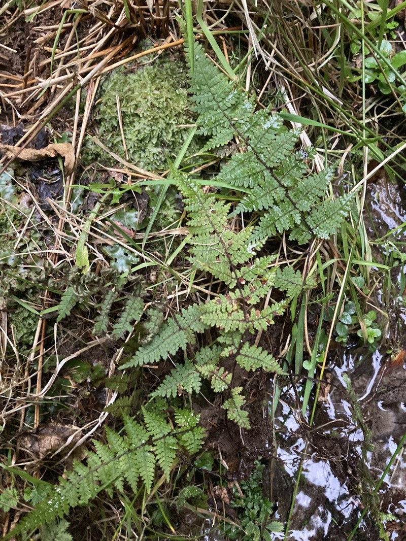 Hypolepis rufobarbata photo 5