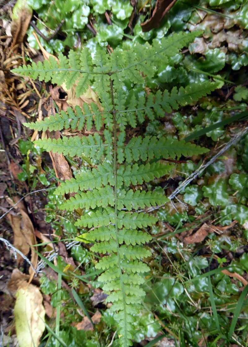 Hypolepis rufobarbata photo 7
