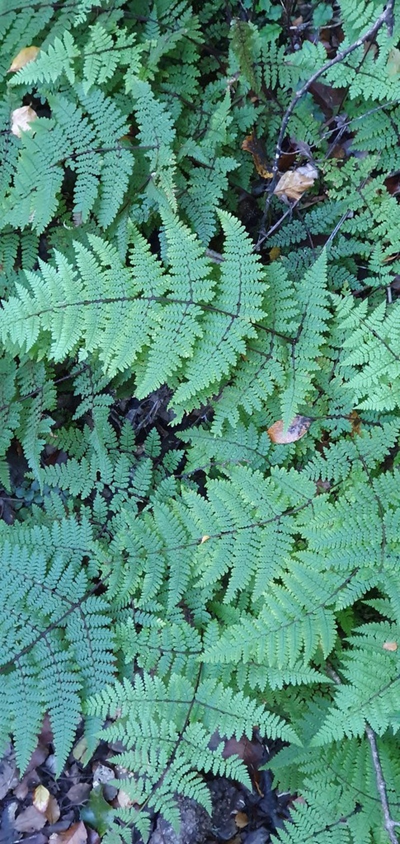 Hypolepis rufobarbata photo 8