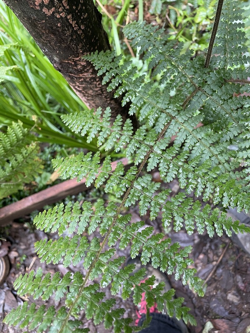 Hypolepis rugosula