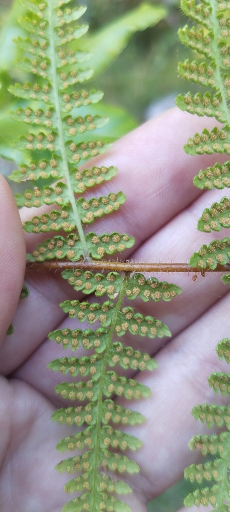 Hypolepis rugosula photo 2