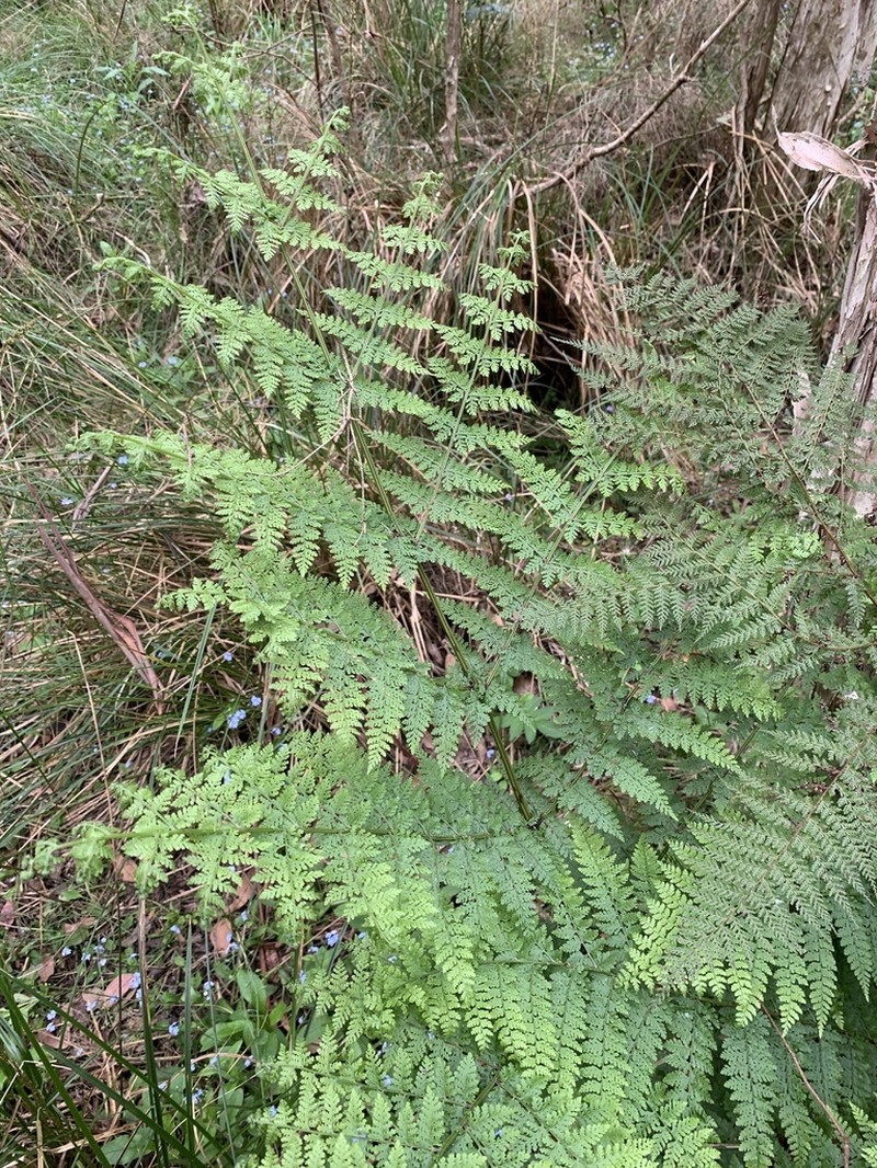Hypolepis rugosula photo 3