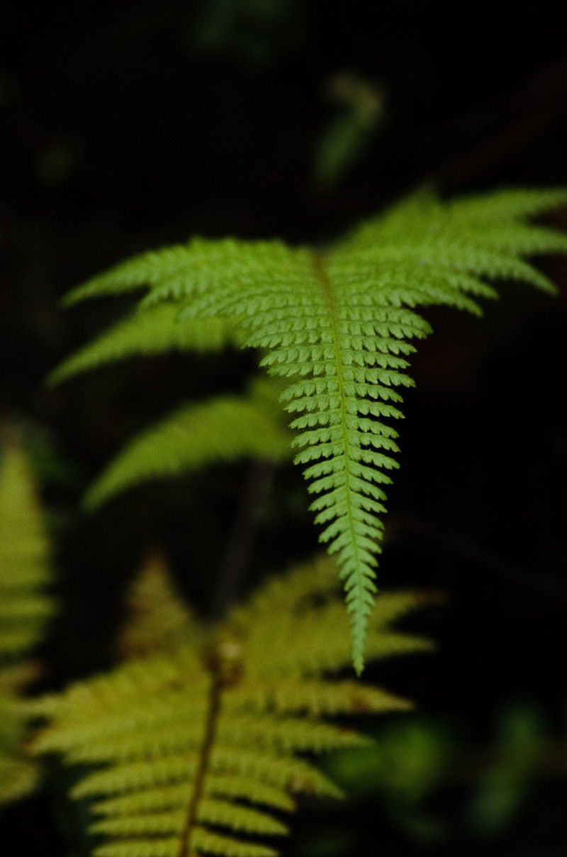 Hypolepis rugosula photo 4