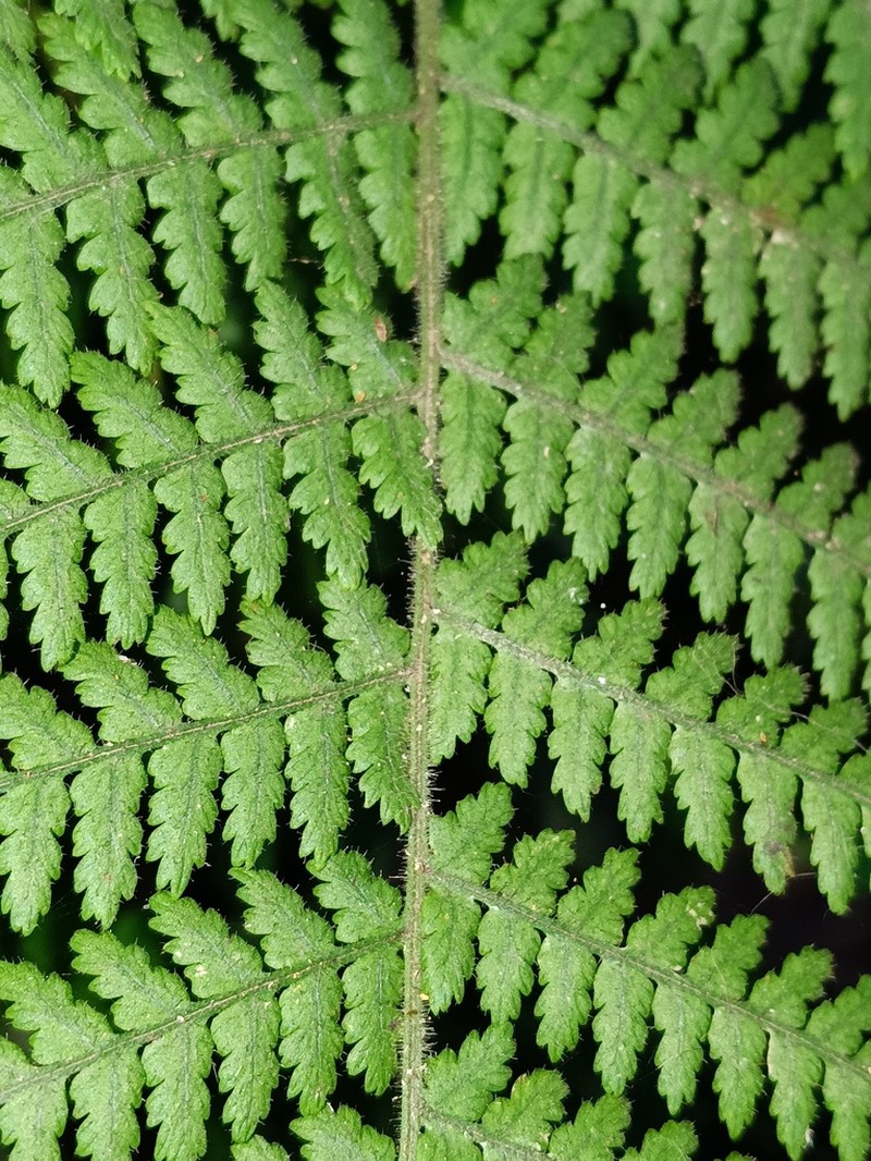 Hypolepis rugosula photo 5