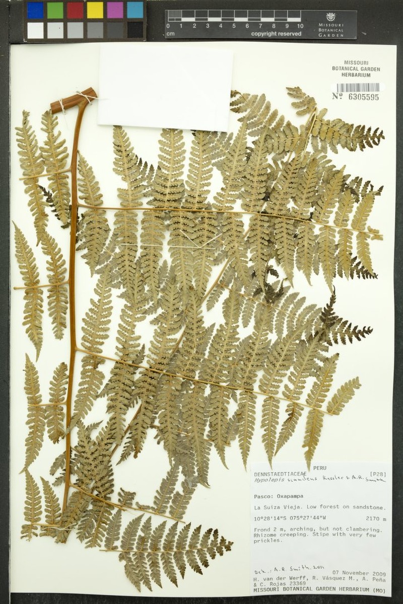 Hypolepis scandens
