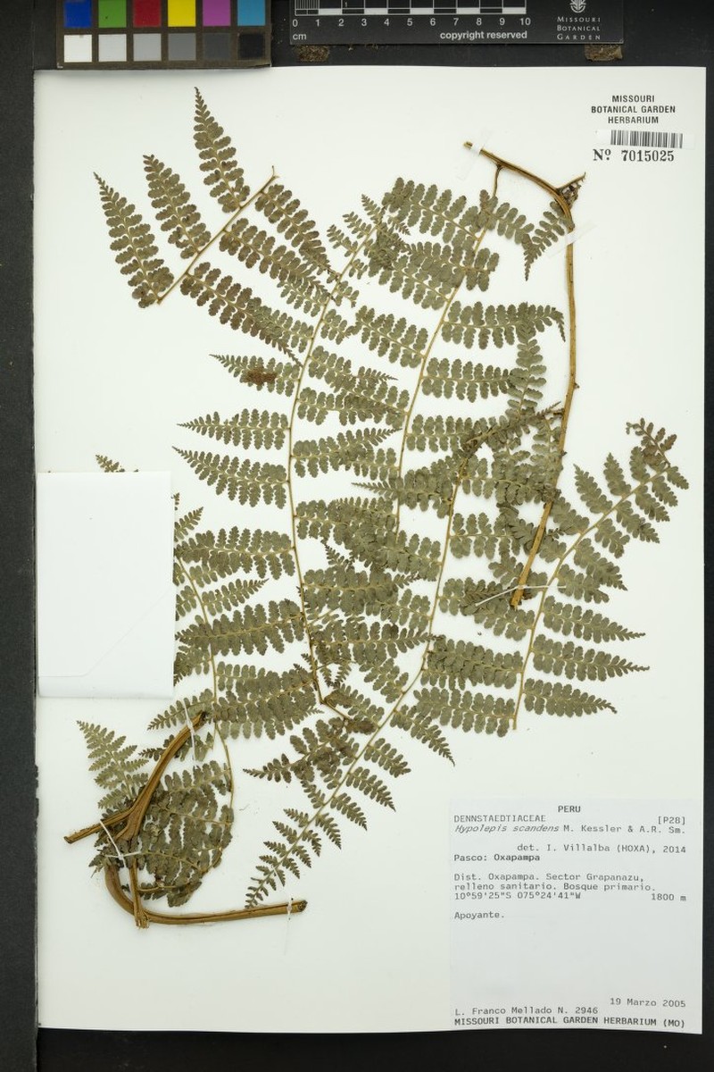 Hypolepis scandens photo 2