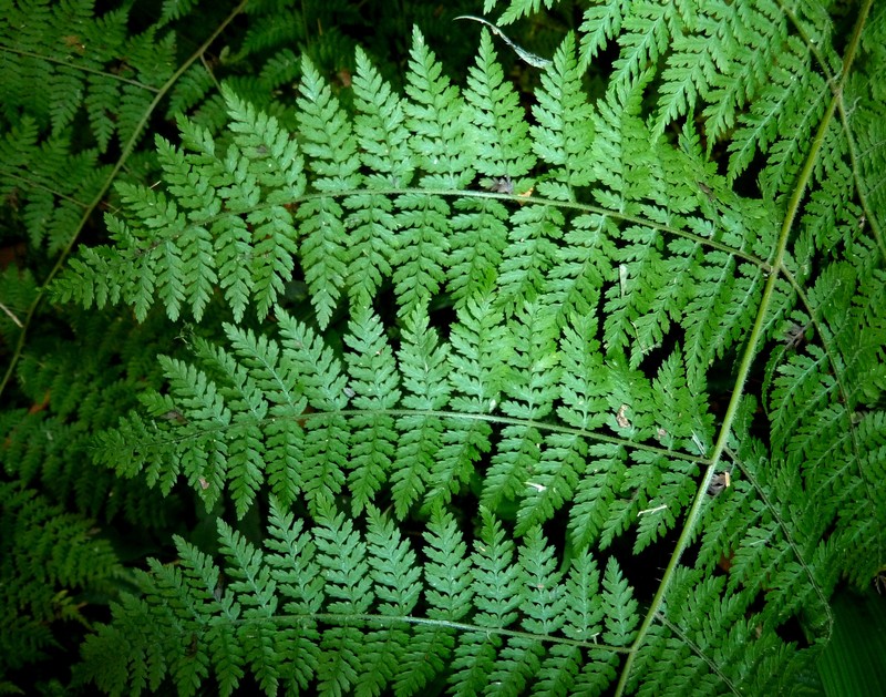 Hypolepis sparsisora
